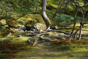 Jardin Japonais du Pavillon d'Argent #1